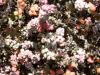 Strange Herbs